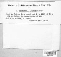 Epicoccum andropogonis image